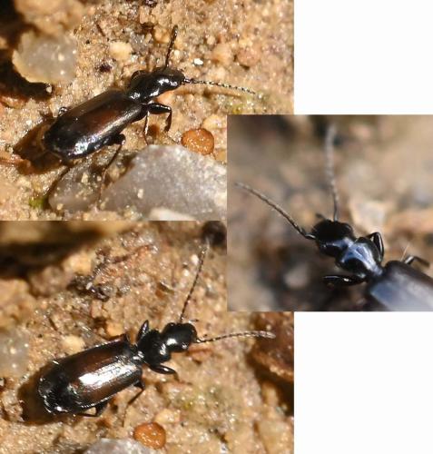 Réf. 339 664 : Microlestes sp.